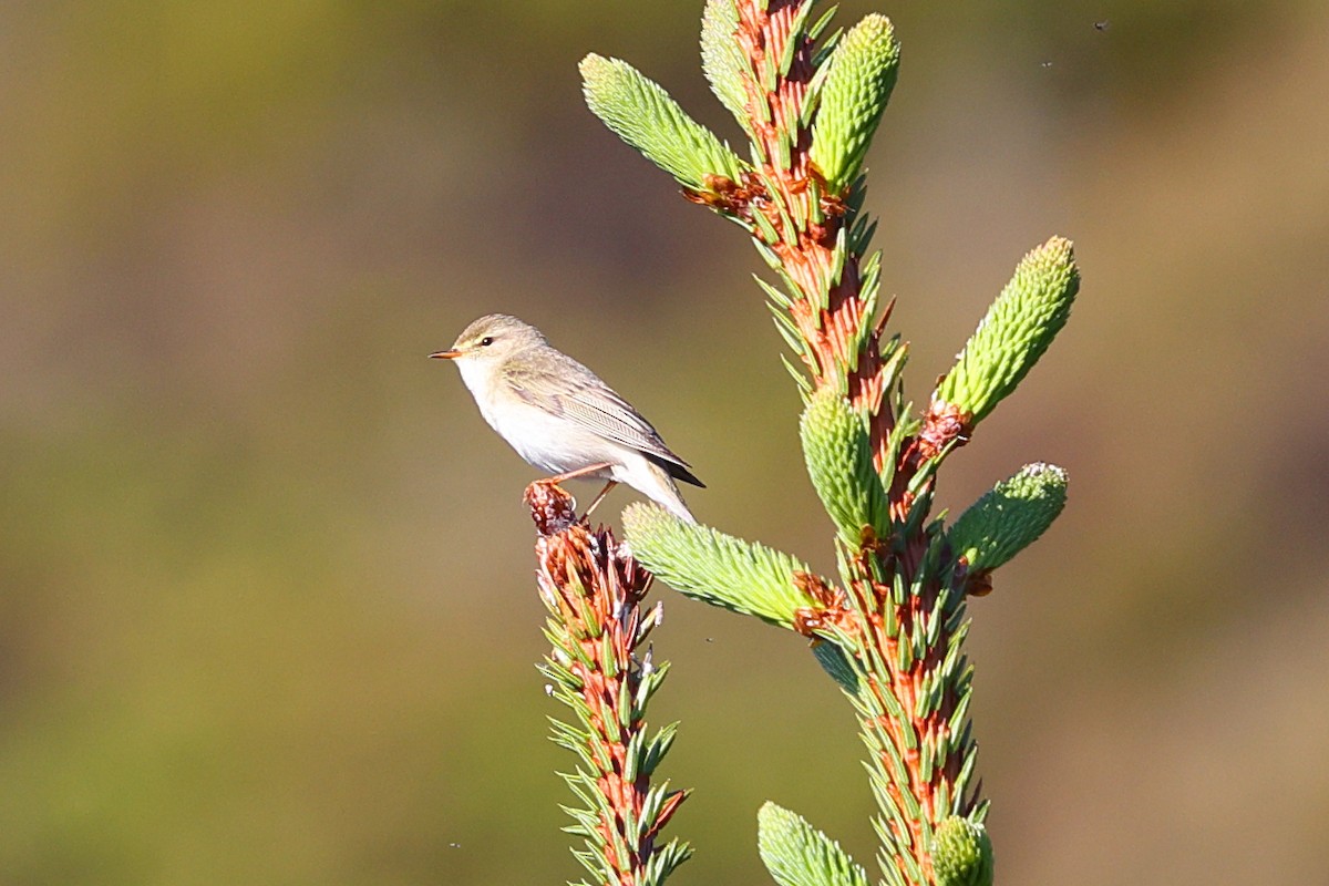 Willow Warbler - ML620167402