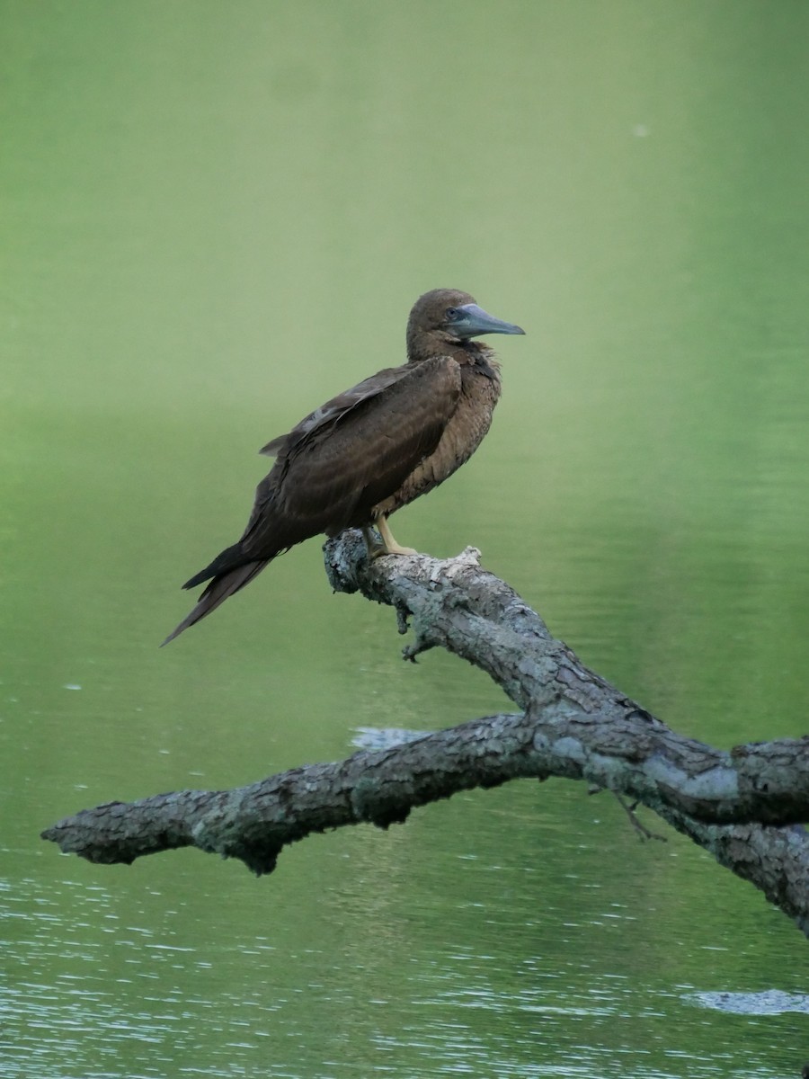 Brown Booby - ML620167403