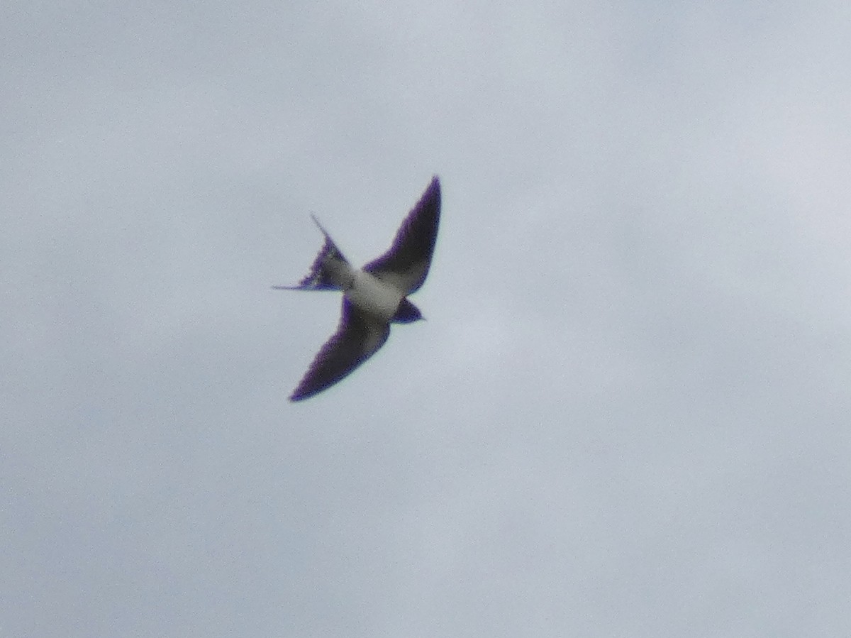 Barn Swallow - ML620167404