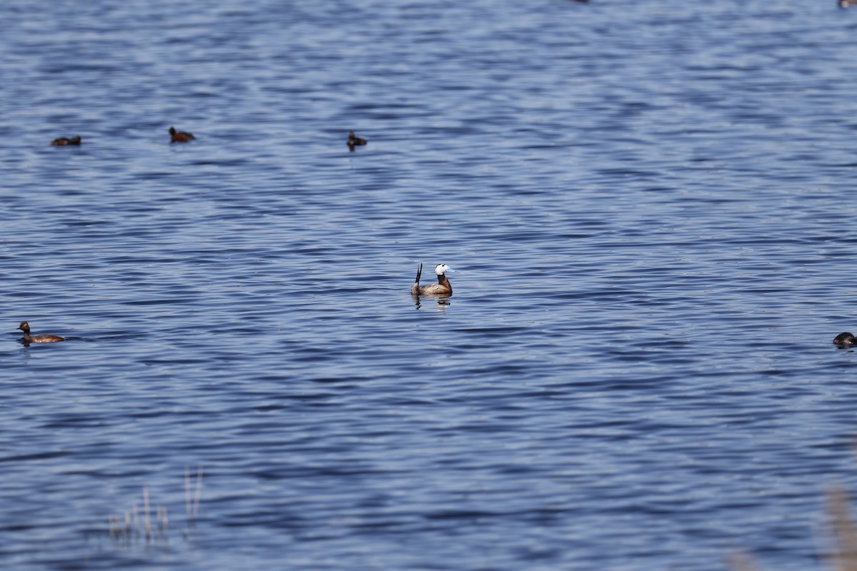 White-headed Duck - ML620167405