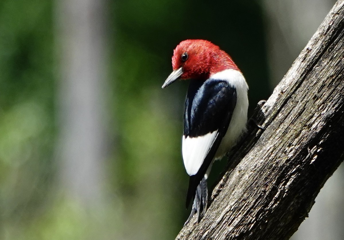 Red-headed Woodpecker - ML620167409