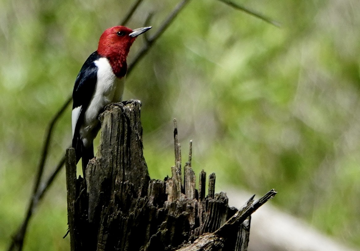 Red-headed Woodpecker - ML620167410