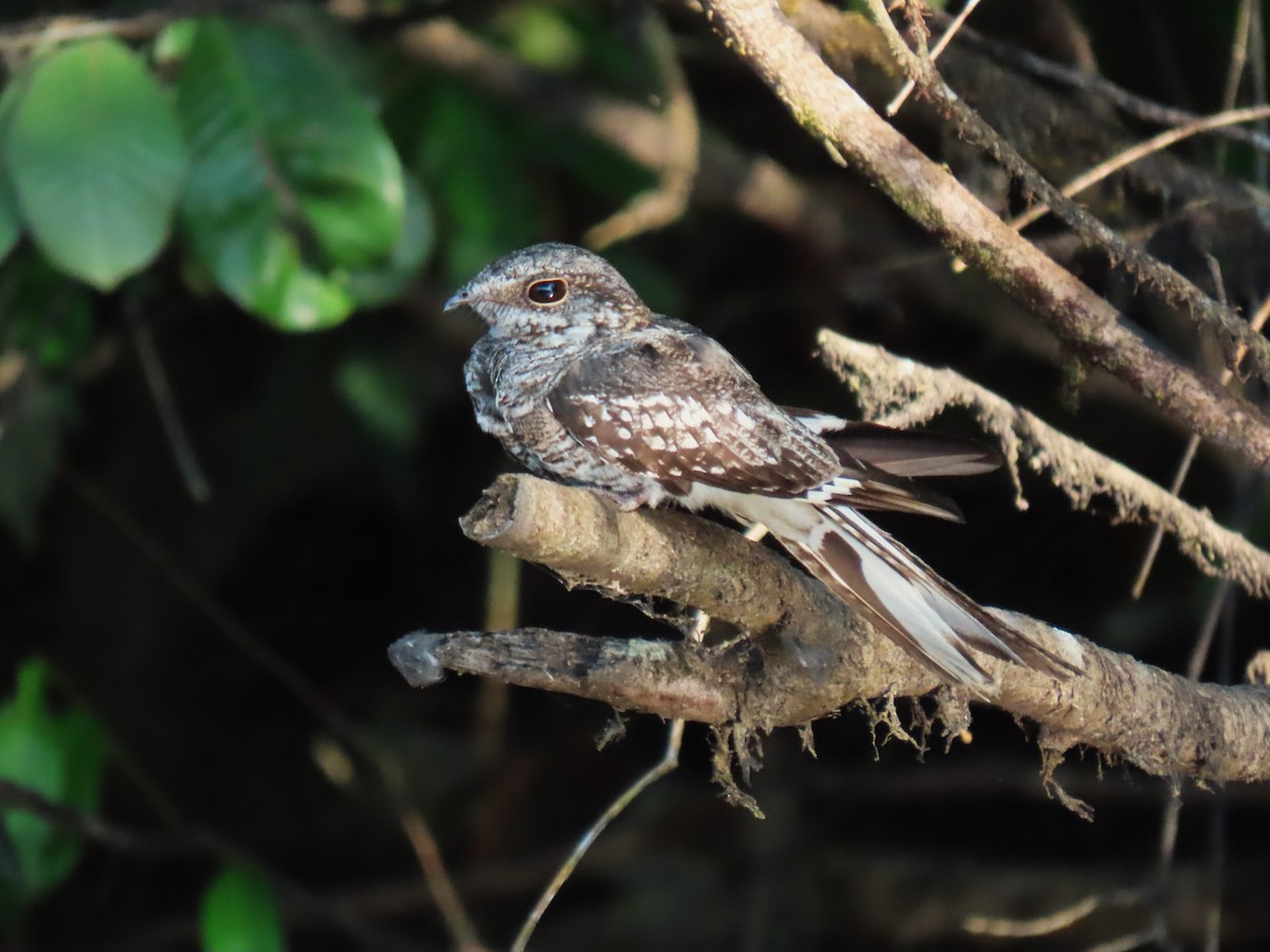 Ladder-tailed Nightjar - ML620167418