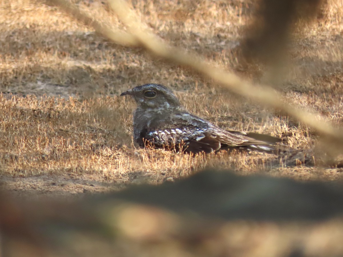 Ladder-tailed Nightjar - ML620167421