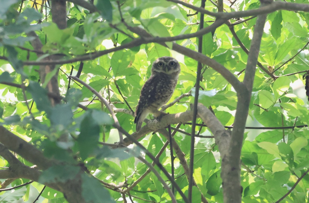 Spotted Owlet - ML620167432