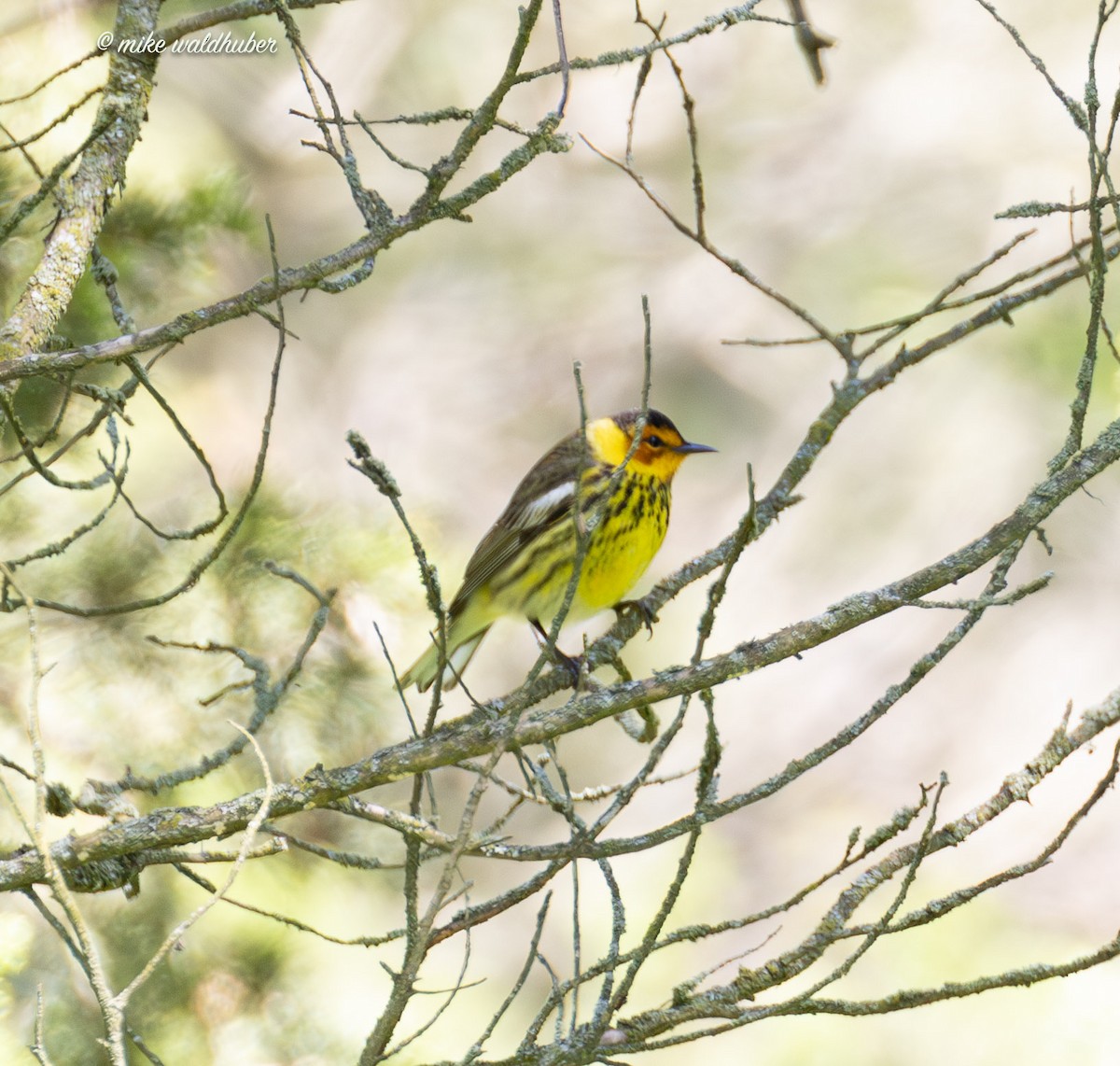 Cape May Warbler - ML620167433