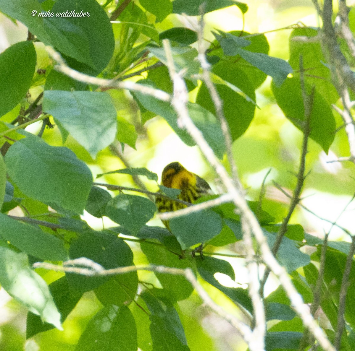 Cape May Warbler - ML620167434