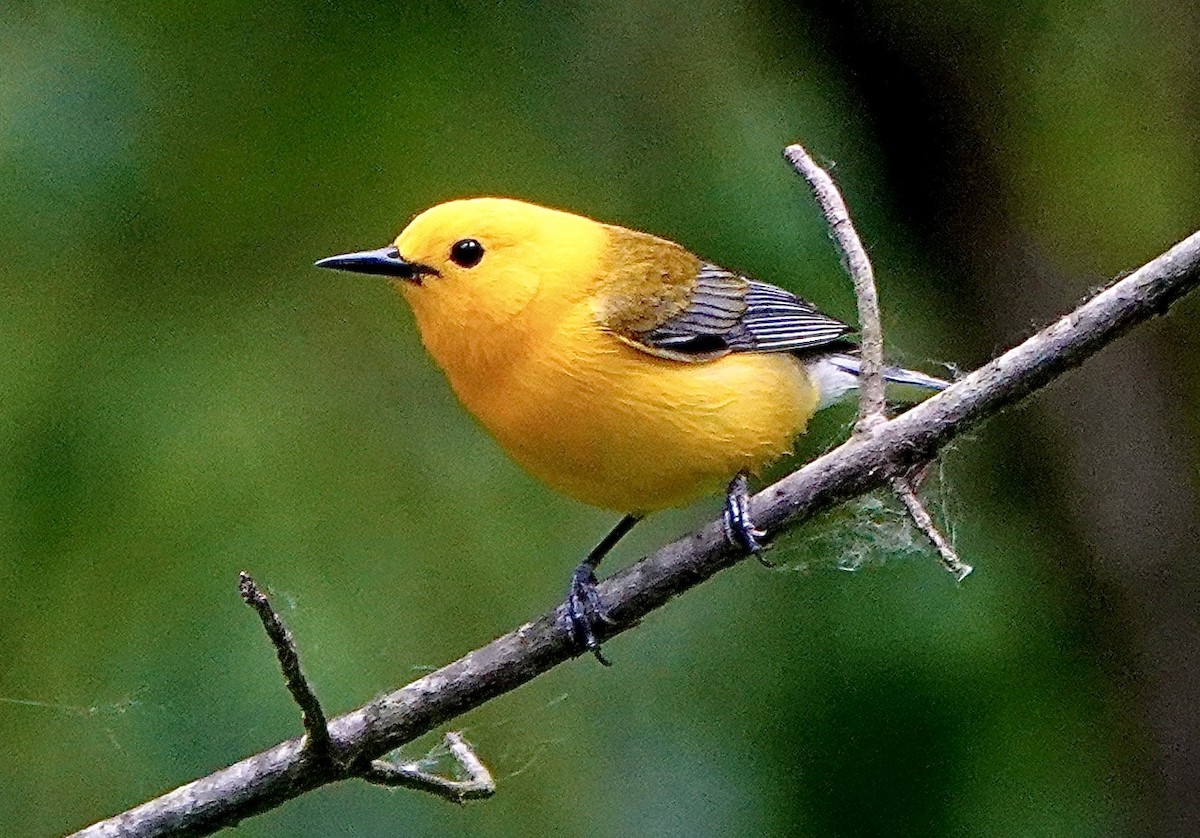 Prothonotary Warbler - ML620167436
