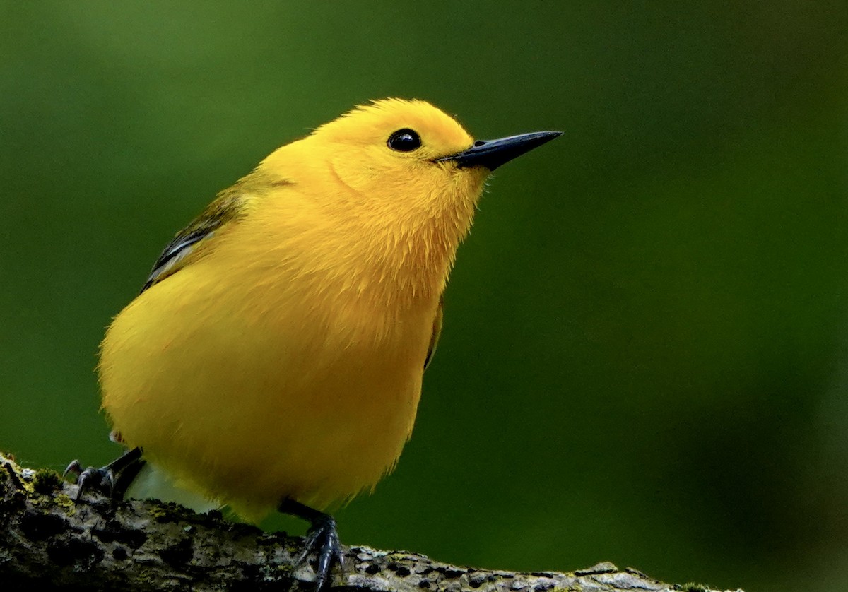 Prothonotary Warbler - ML620167437