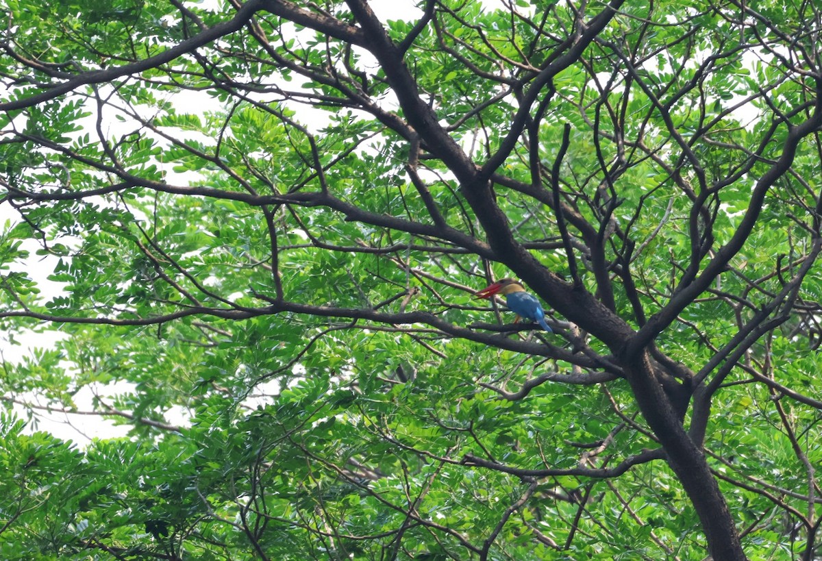 Stork-billed Kingfisher - ML620167444