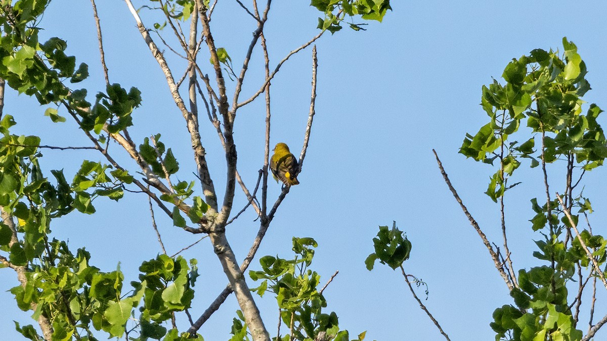 Eurasian Golden Oriole - ML620167448