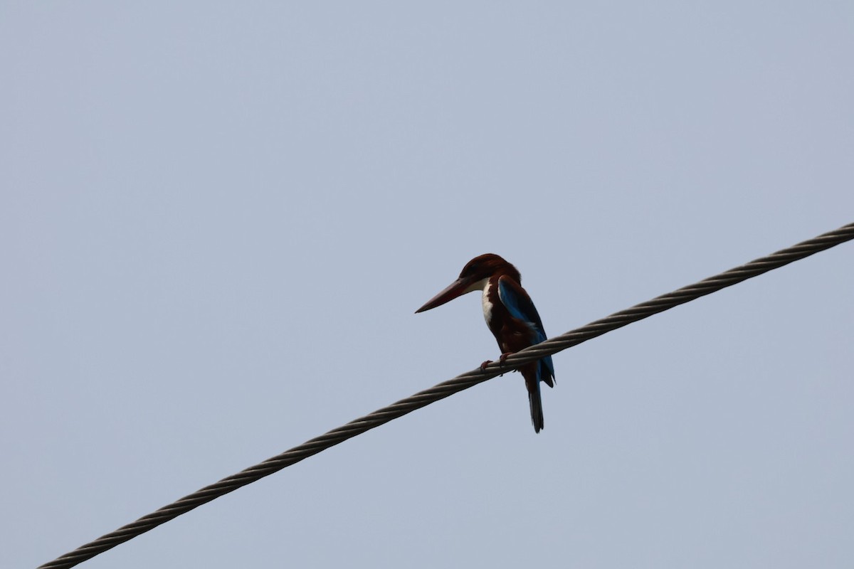 White-throated Kingfisher - ML620167455