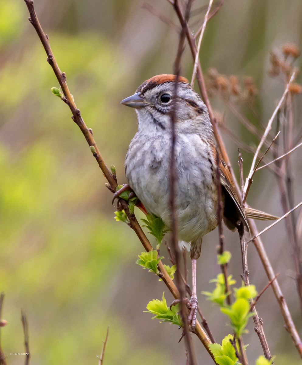 Swamp Sparrow - ML620167458