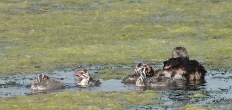 Pied-billed Grebe - ML620167469