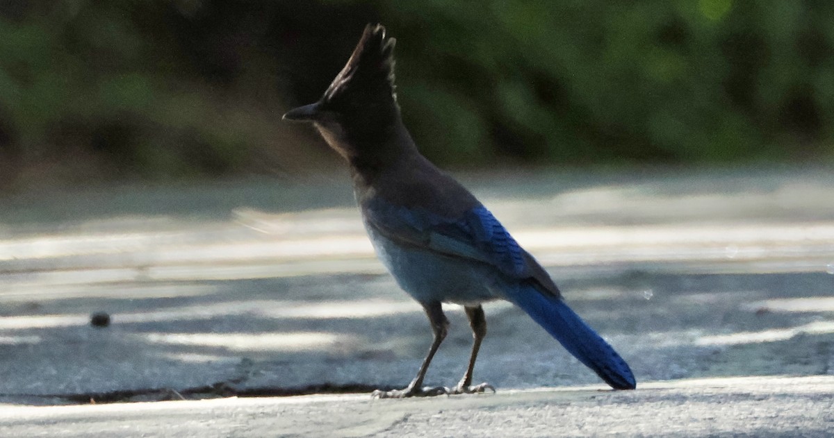 Steller's Jay - ML620167472