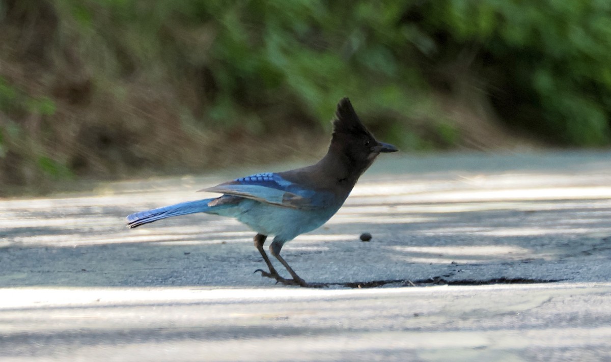 Steller's Jay - ML620167473