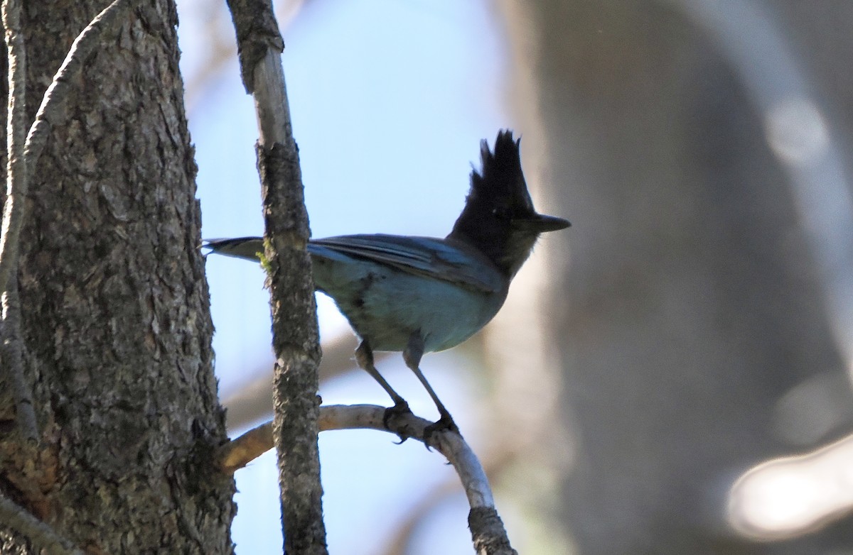 Steller's Jay - ML620167474