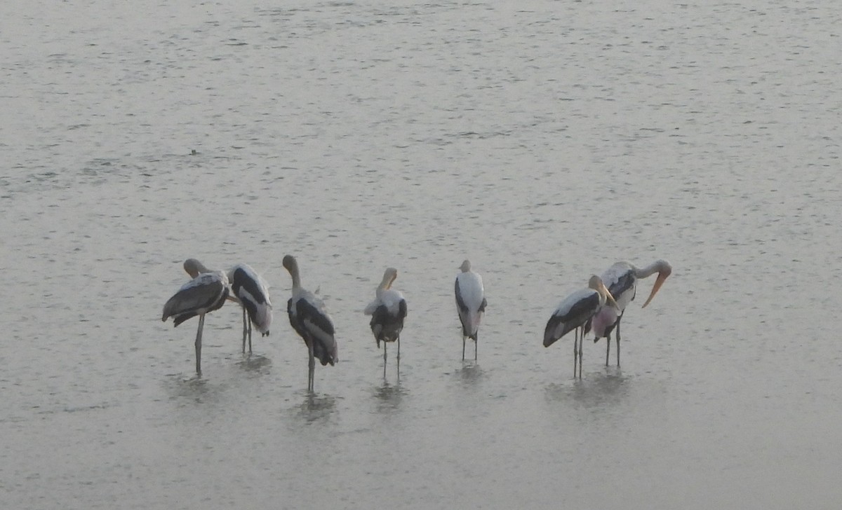 Painted Stork - ML620167478