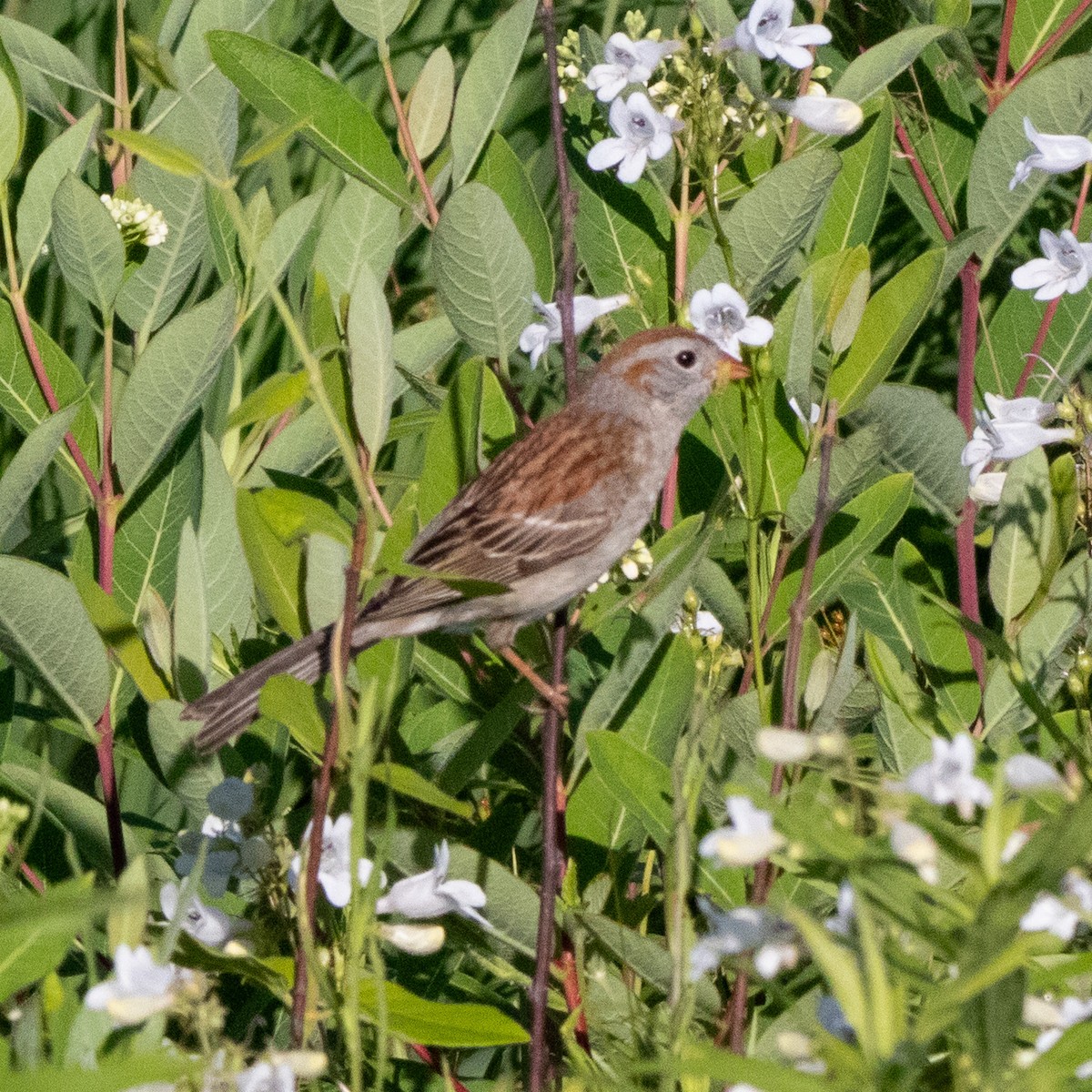 Field Sparrow - ML620167479