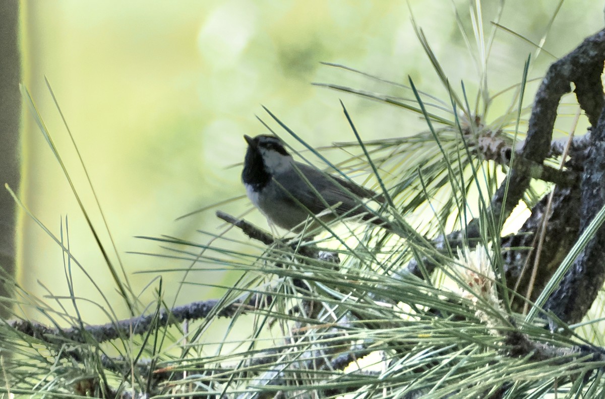 Mountain Chickadee - ML620167481