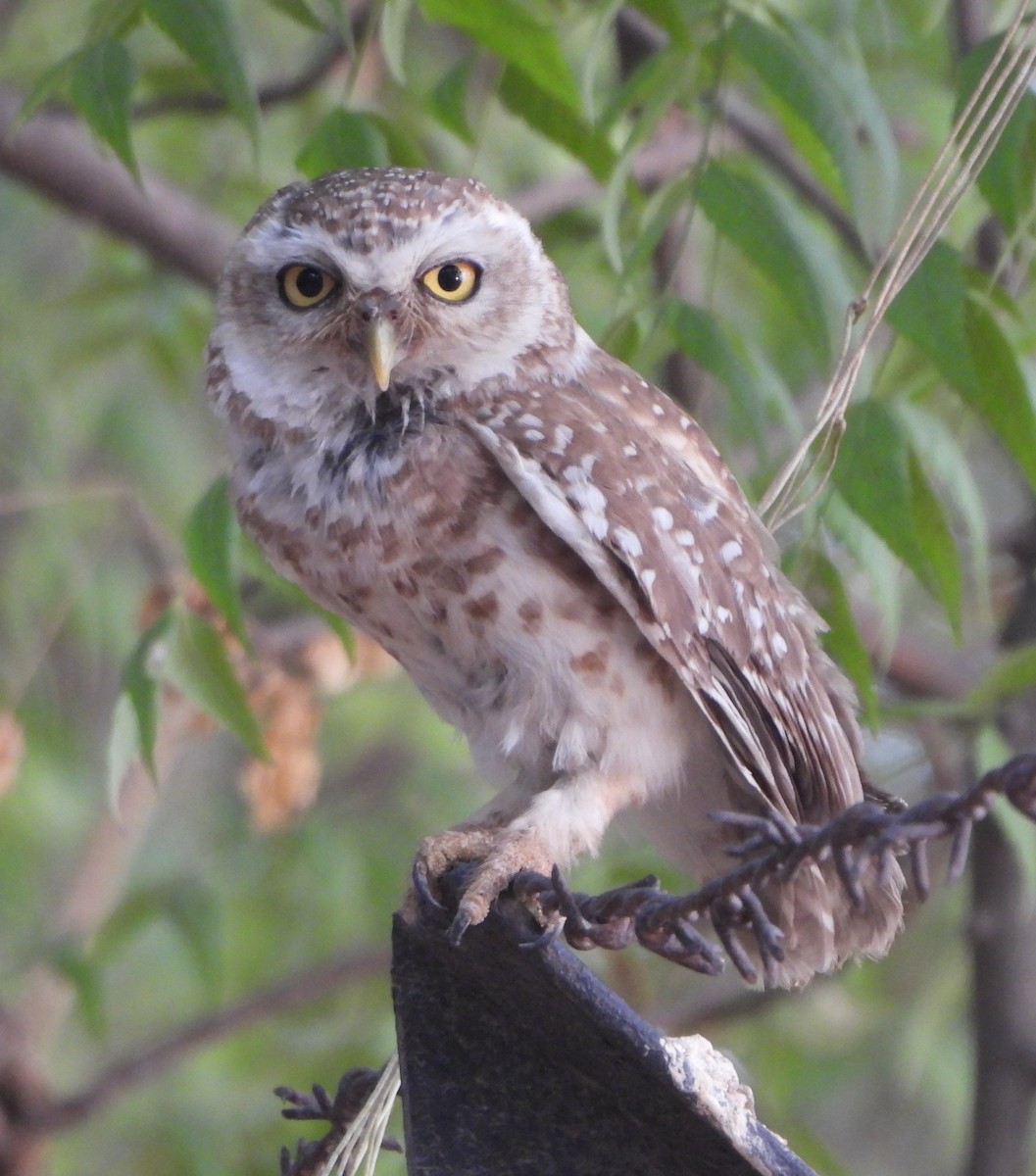 Spotted Owlet - ML620167485