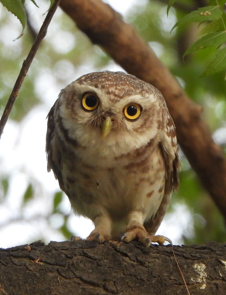 Spotted Owlet - ML620167486
