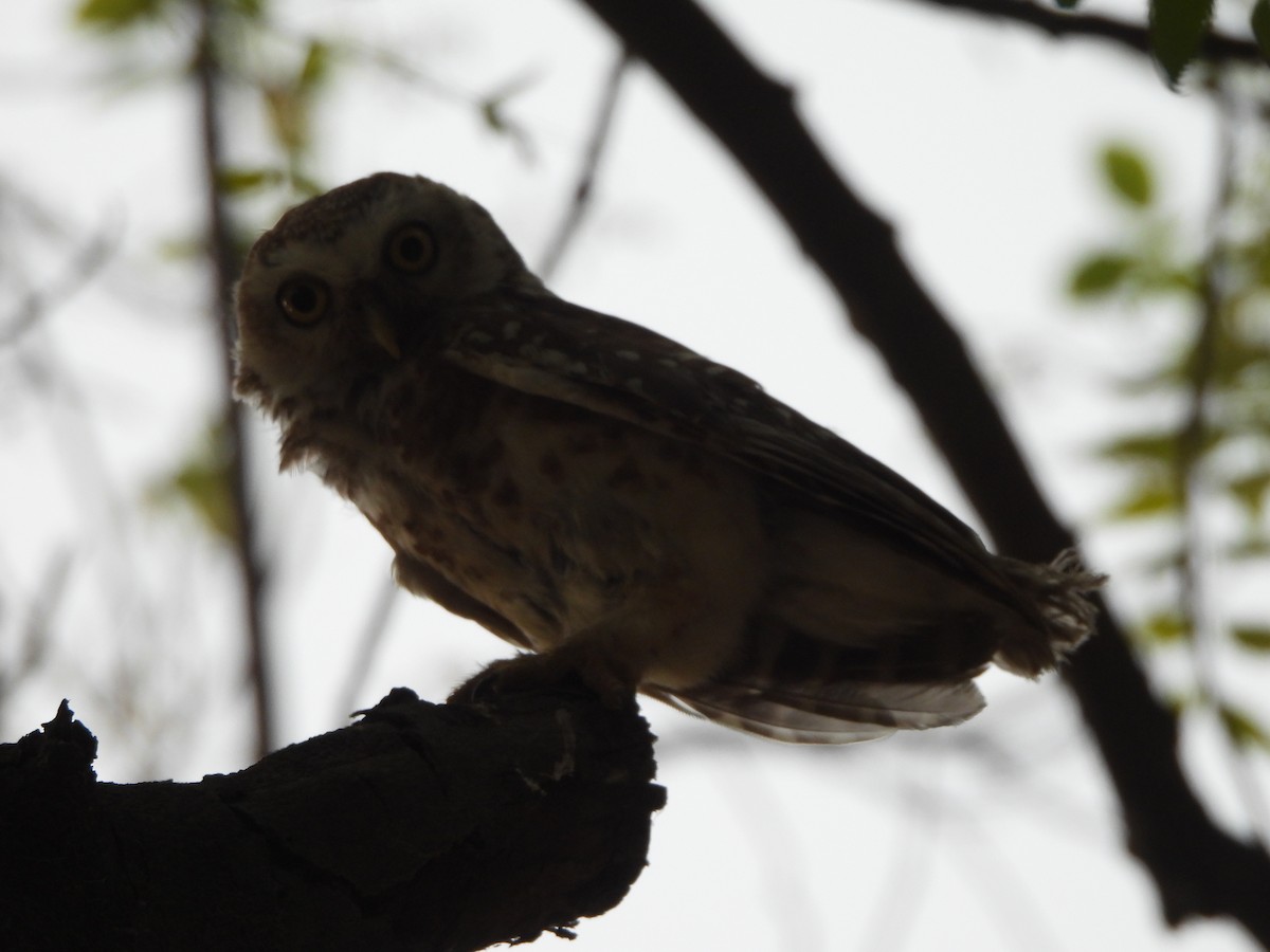 Spotted Owlet - ML620167487