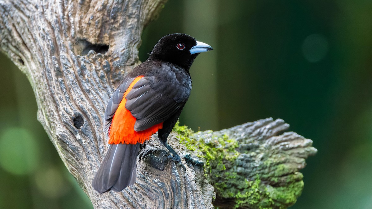 Scarlet-rumped Tanager - ML620167490