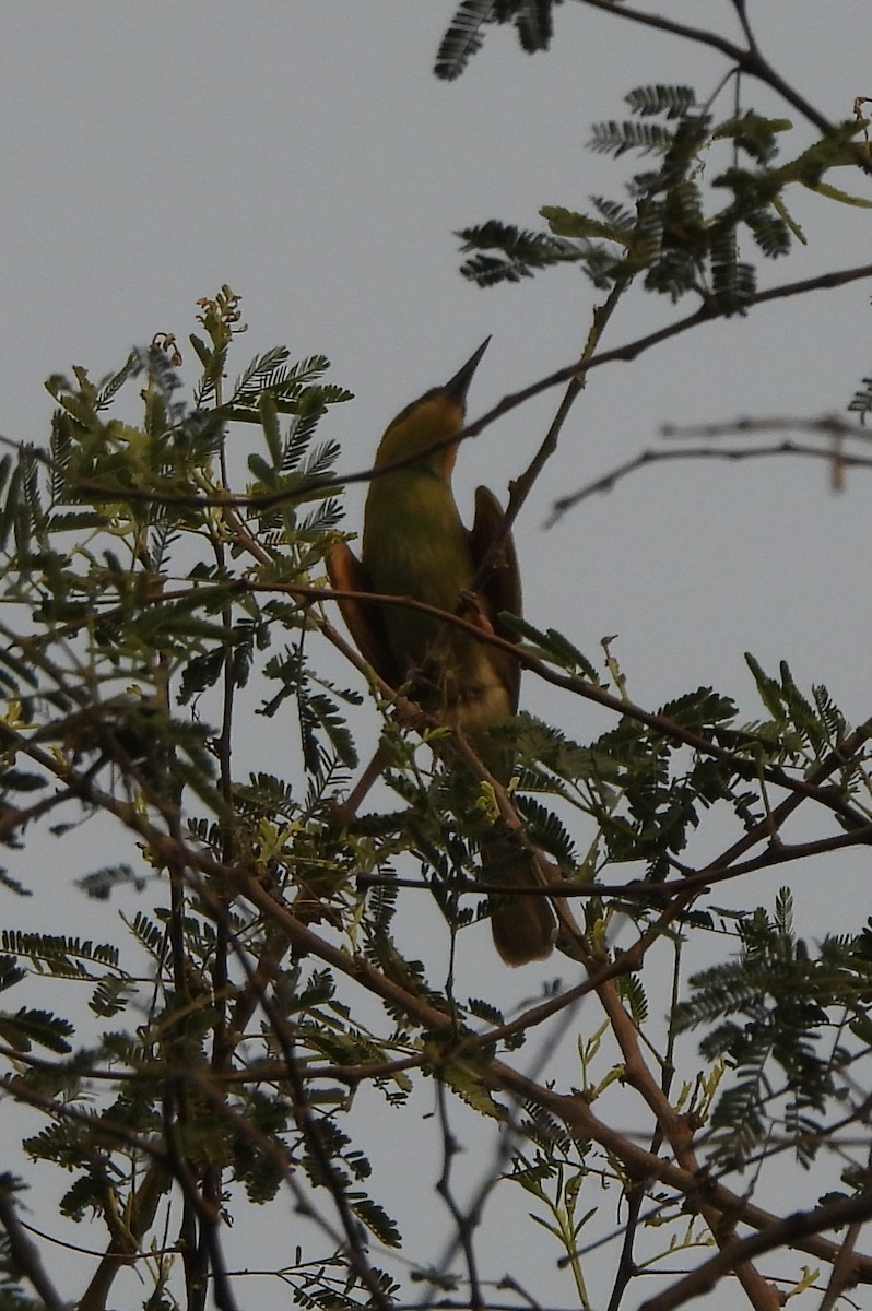 Asian Green Bee-eater - ML620167491