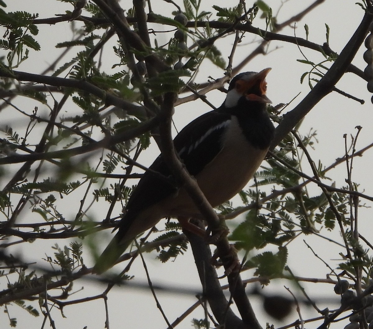 Indian Pied Starling - ML620167494