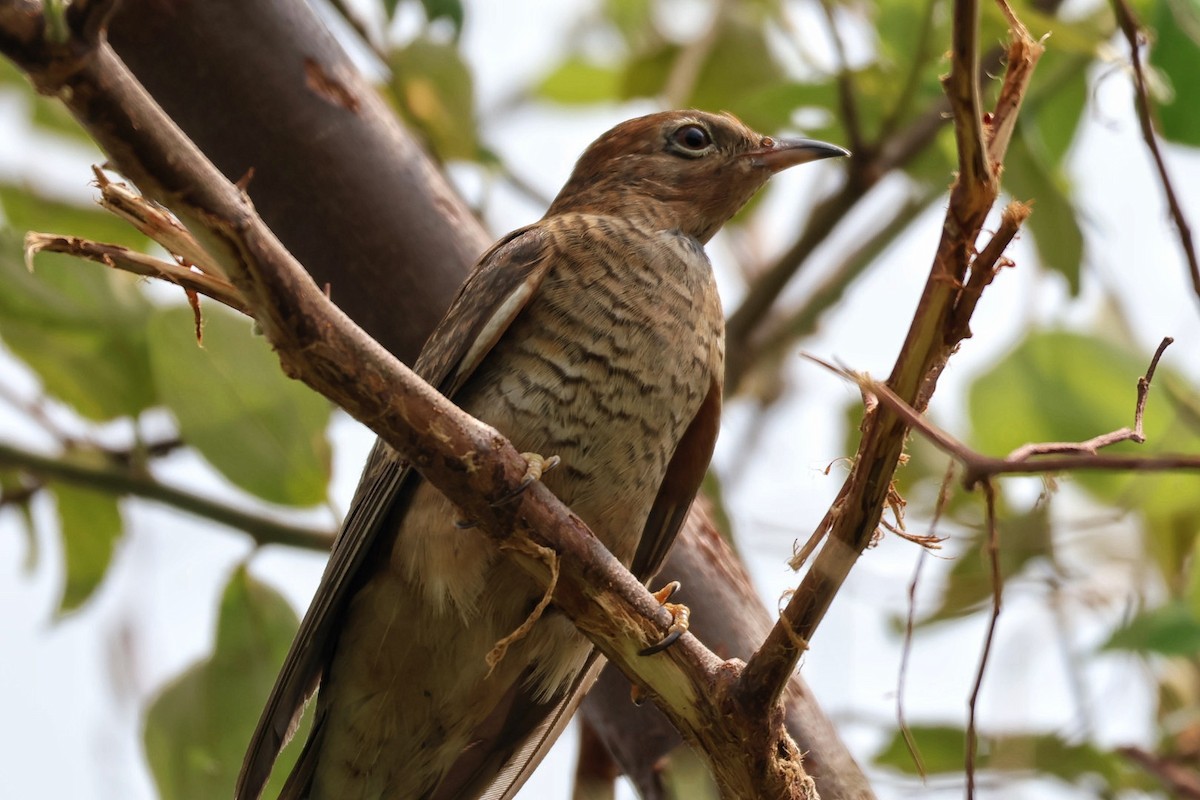 Plaintive Cuckoo - ML620167500