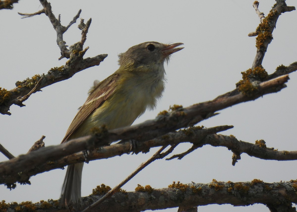 Bell's Vireo - ML620167504