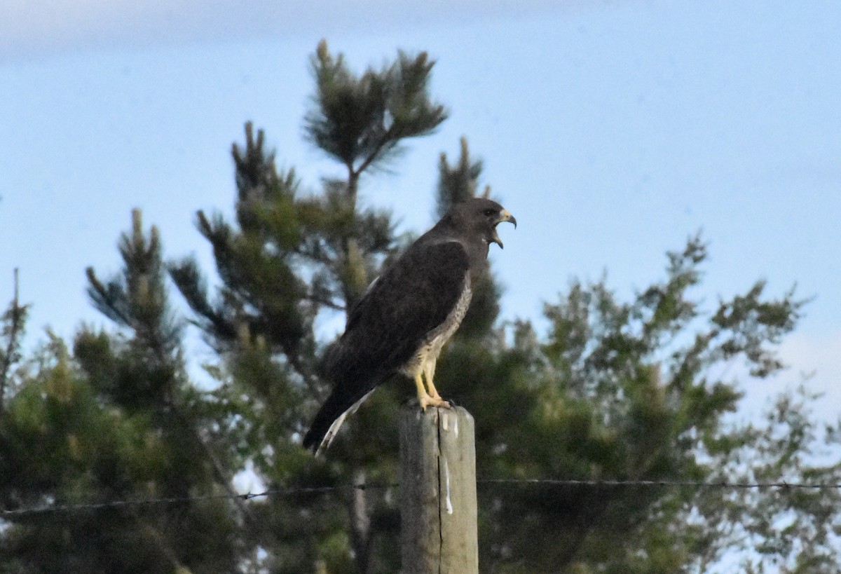 Swainson's Hawk - ML620167507