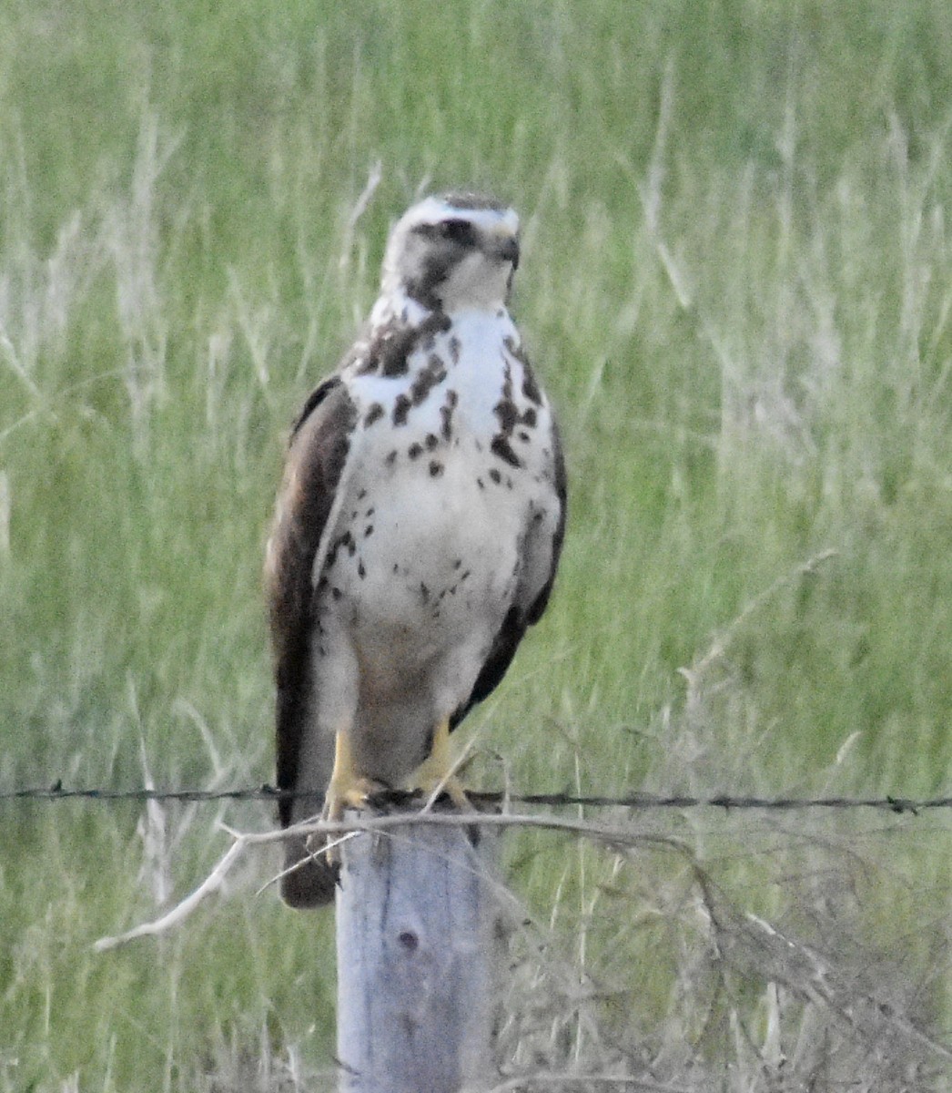 Swainson's Hawk - ML620167508