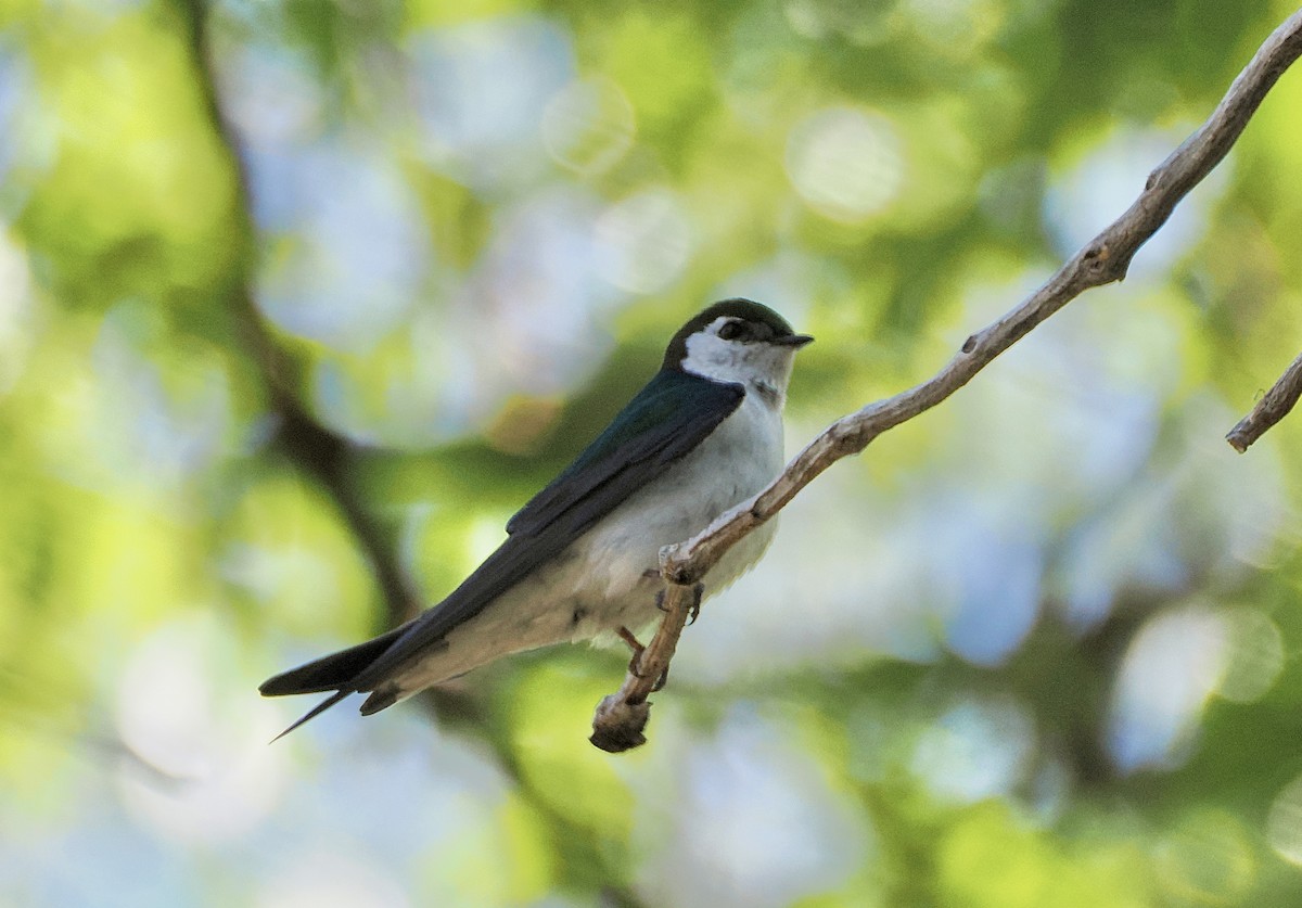 Violet-green Swallow - Isa Dav