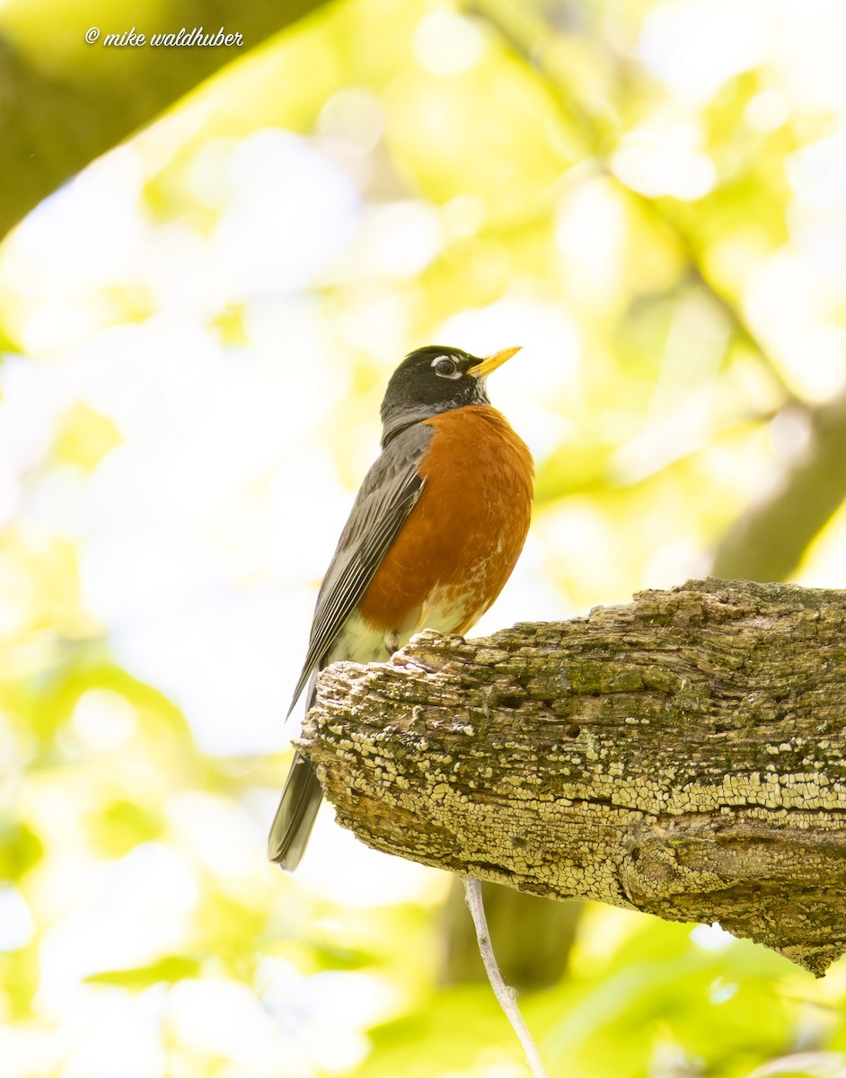 American Robin - ML620167514