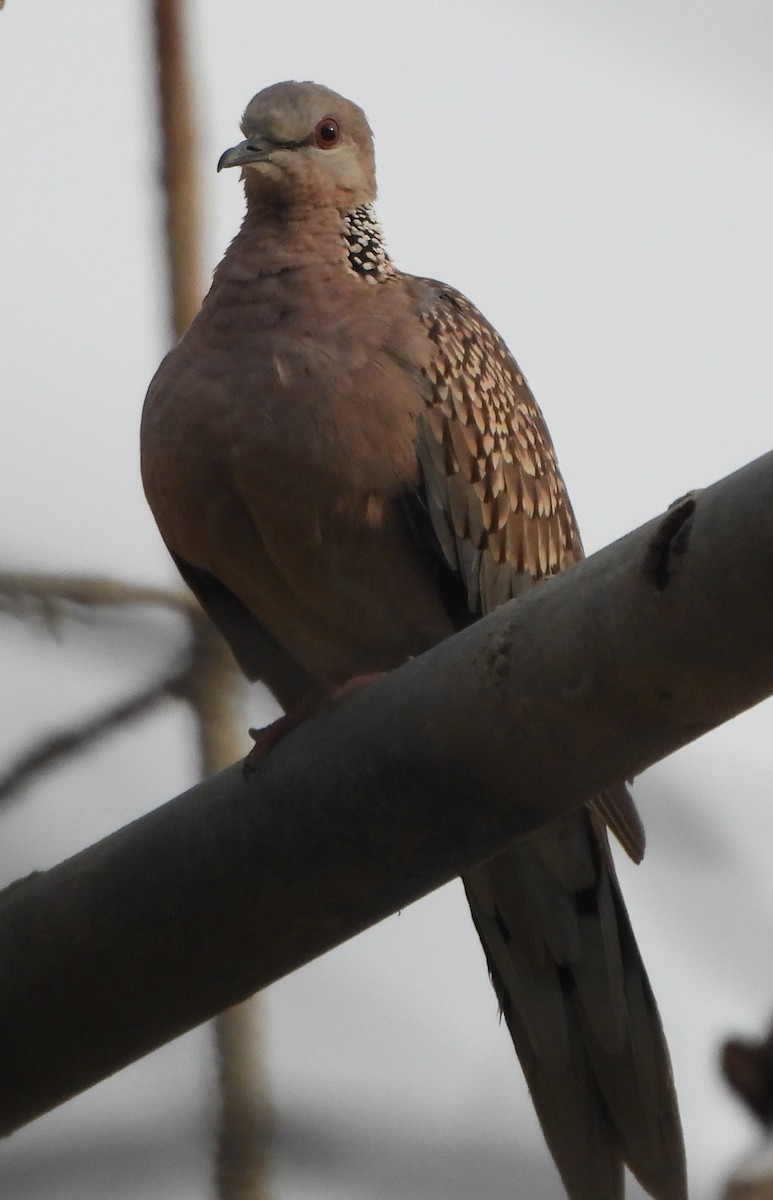 Spotted Dove - ML620167529