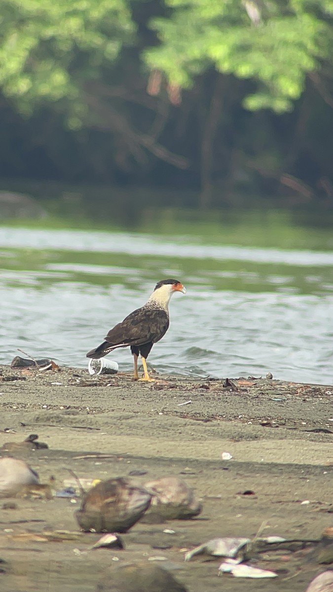 Crested Caracara - ML620167531