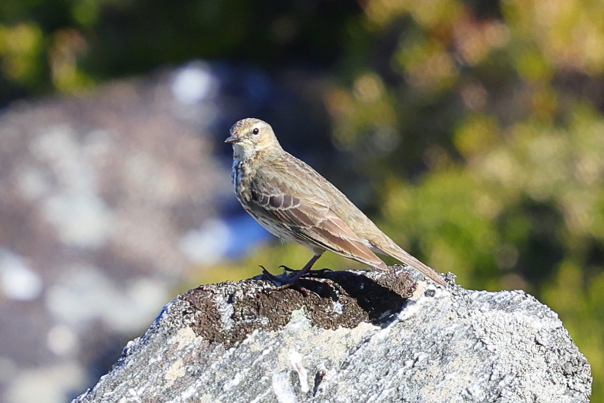 Rock Pipit - ML620167533