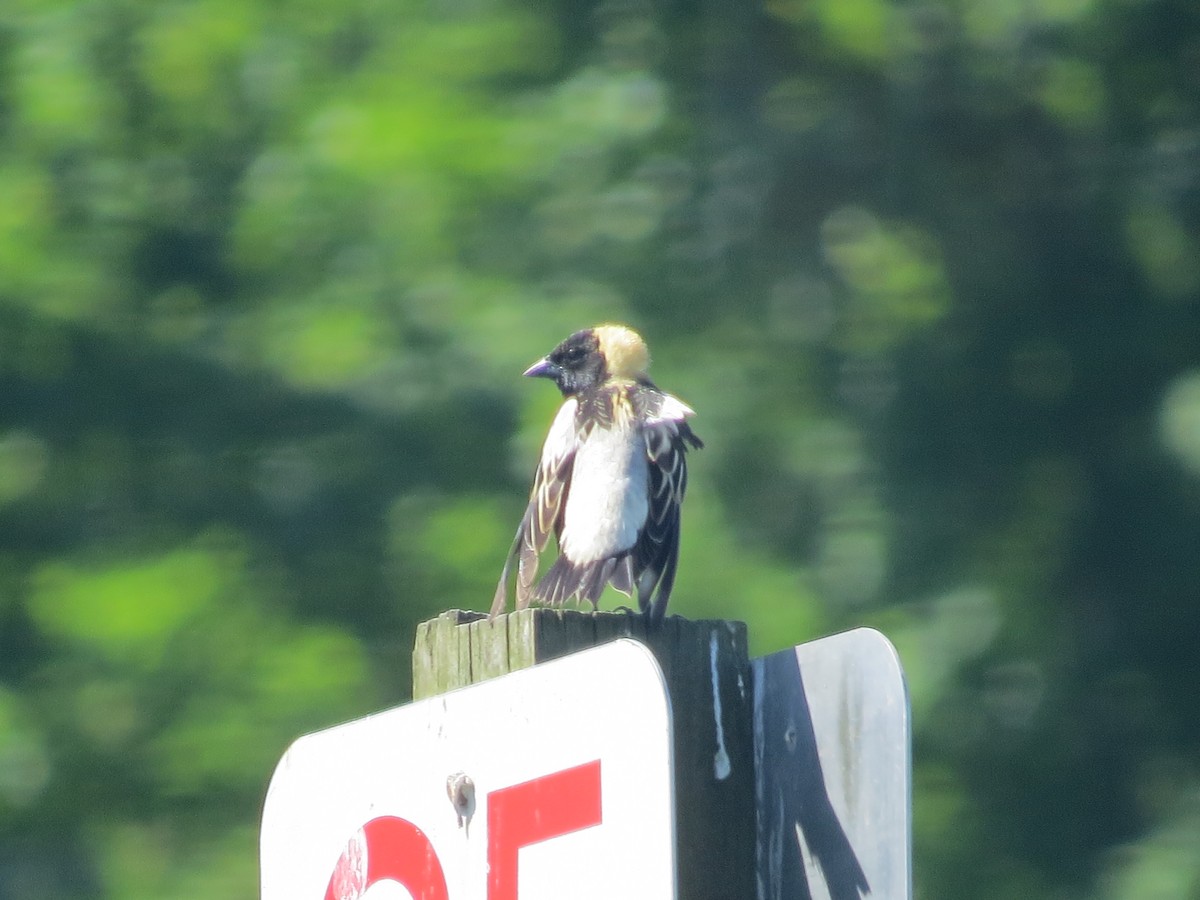 Bobolink - ML620167535