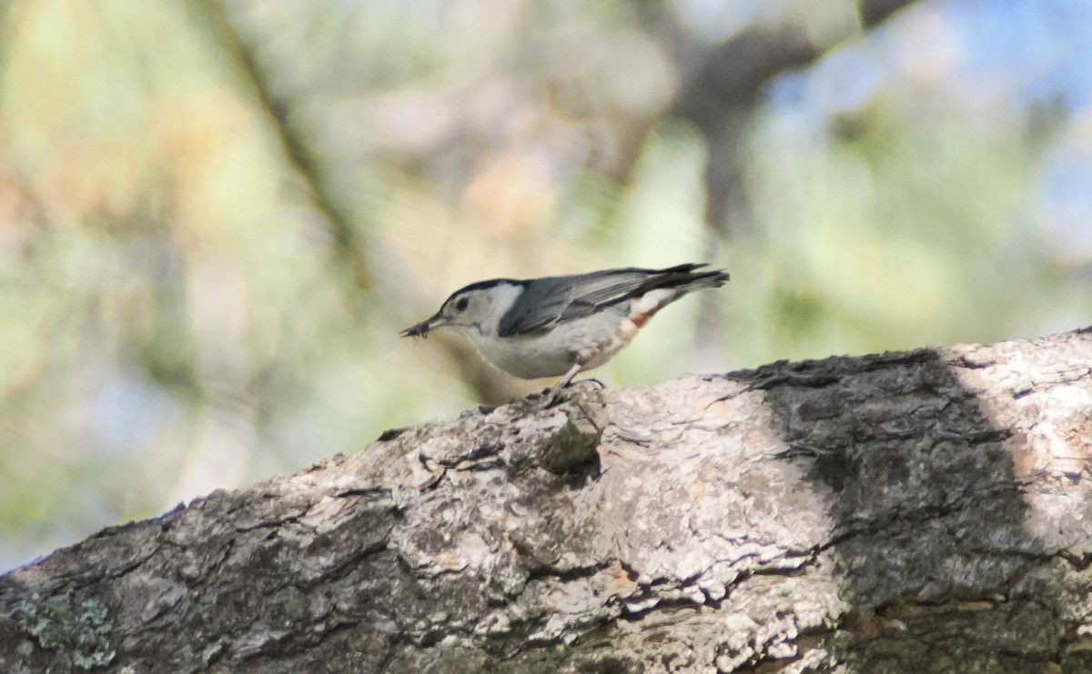 White-breasted Nuthatch - ML620167537
