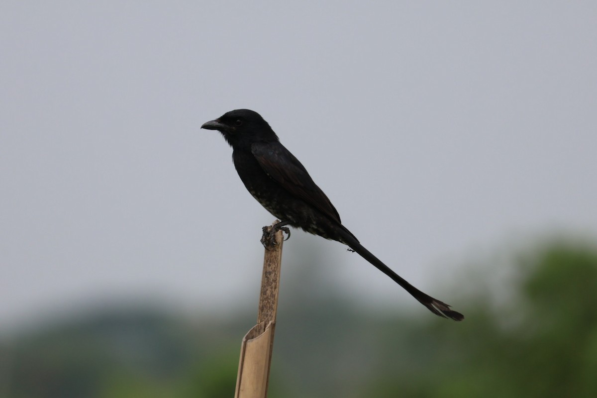 Black Drongo - ML620167538