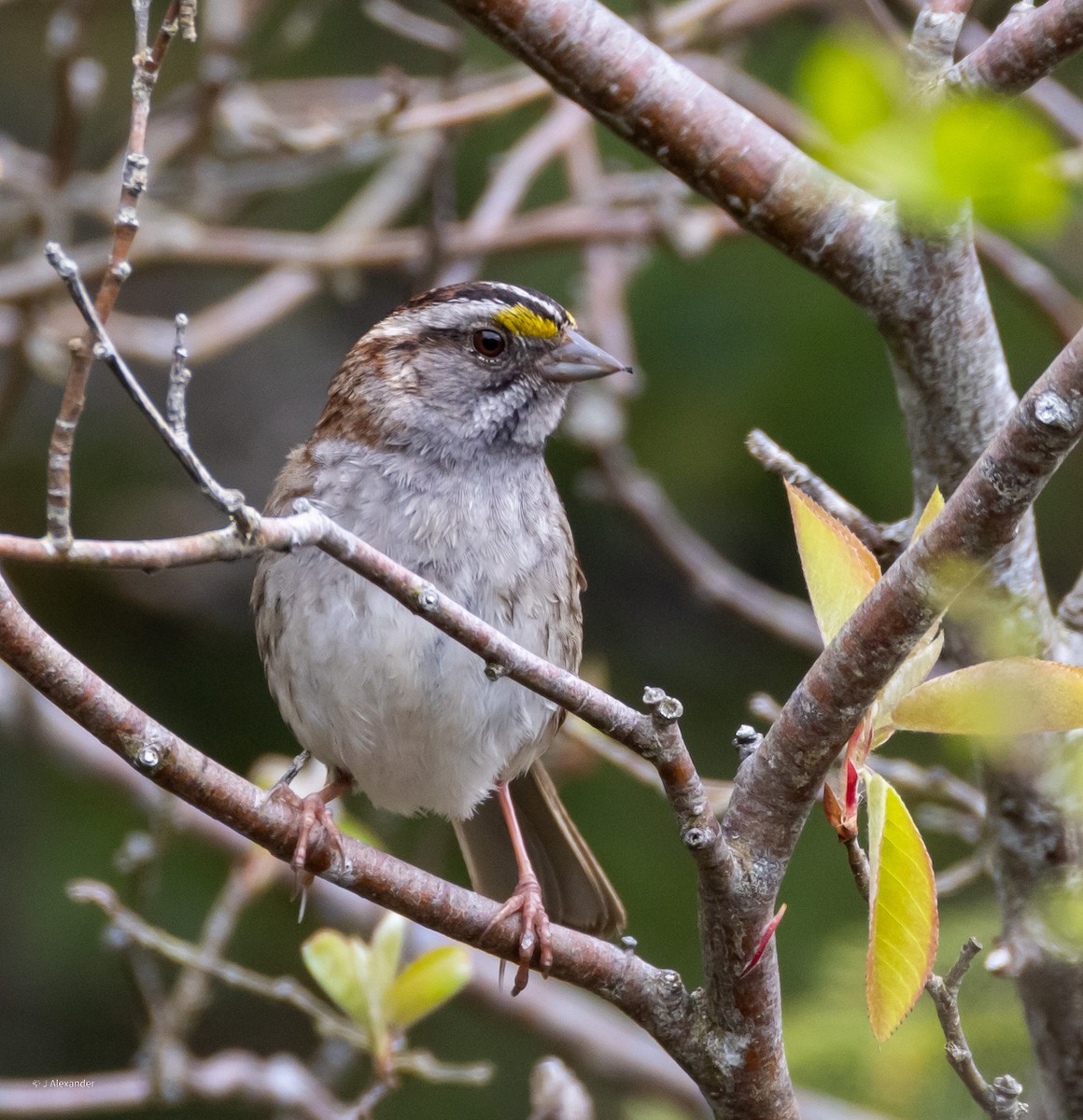 White-throated Sparrow - ML620167540