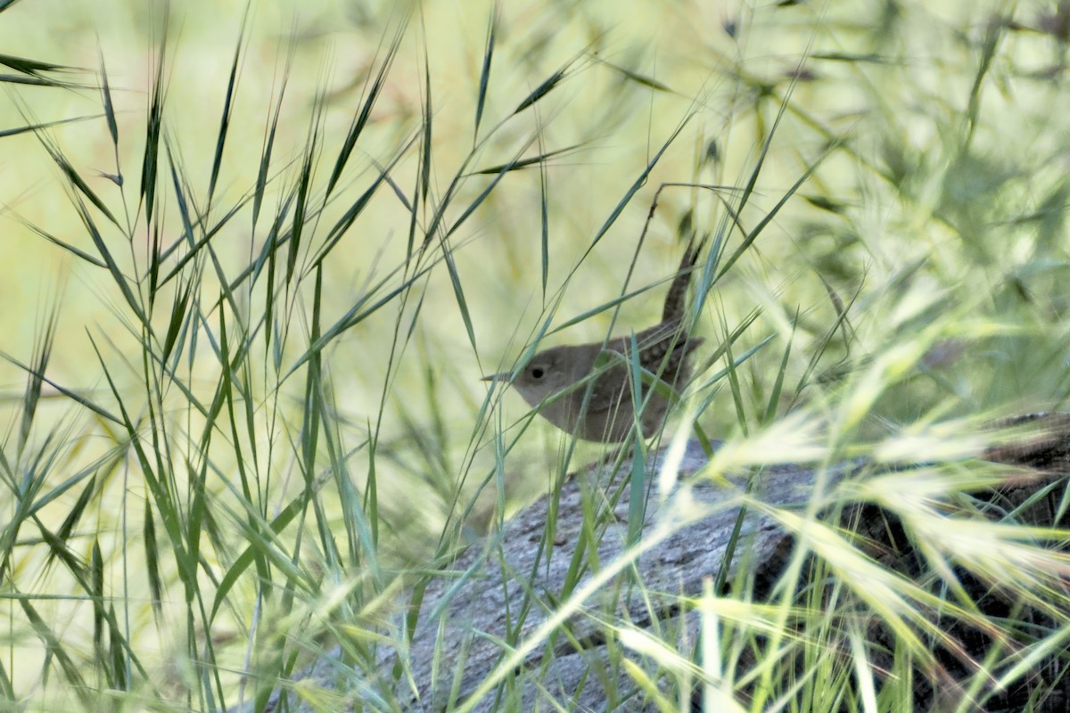 House Wren - ML620167544