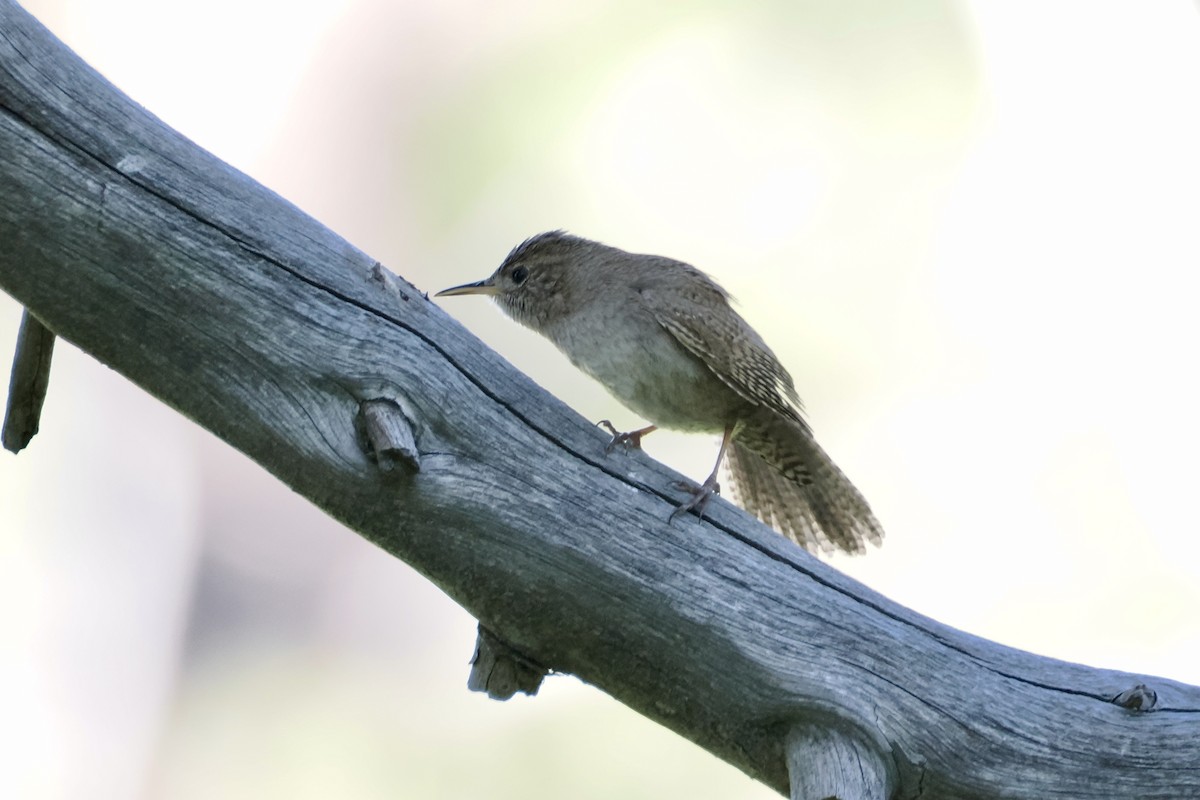 House Wren - ML620167545