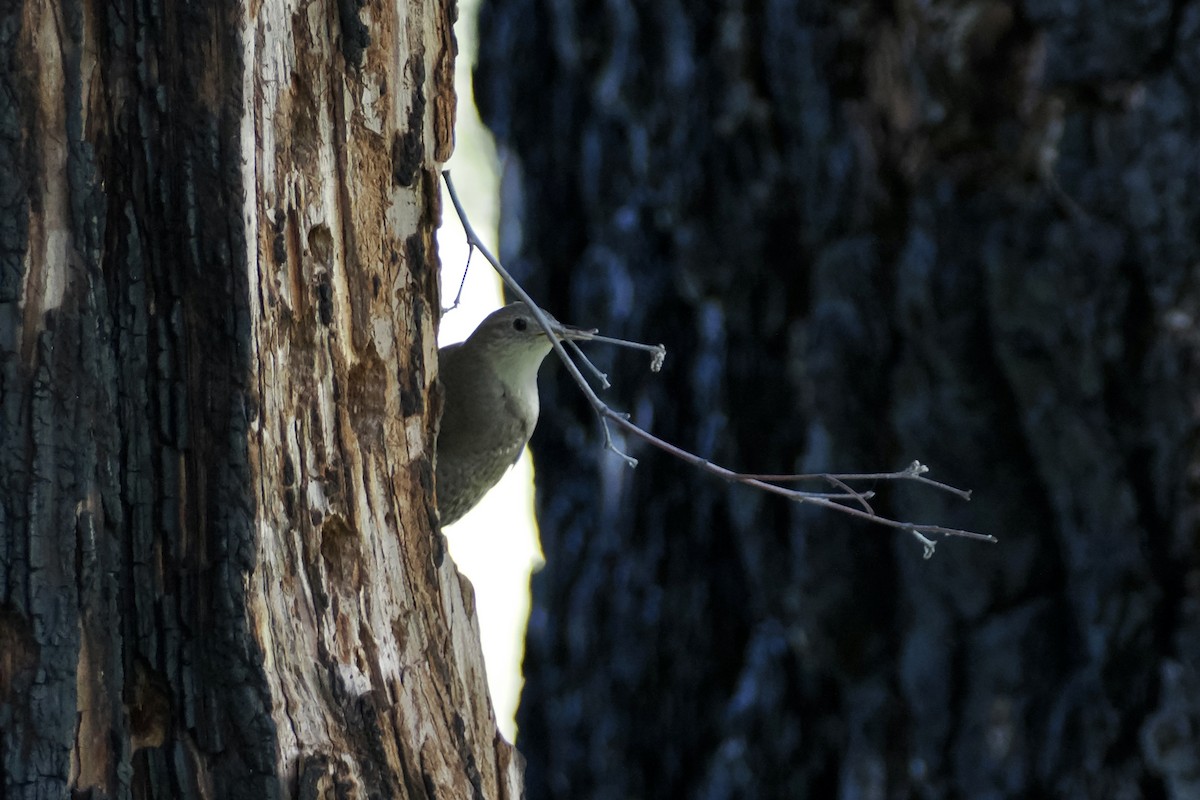 House Wren - ML620167546