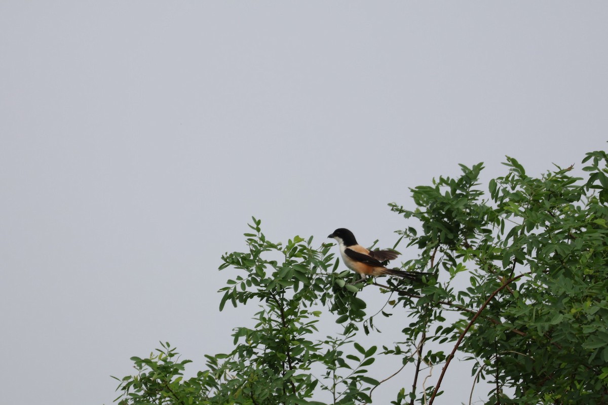 Long-tailed Shrike - ML620167549