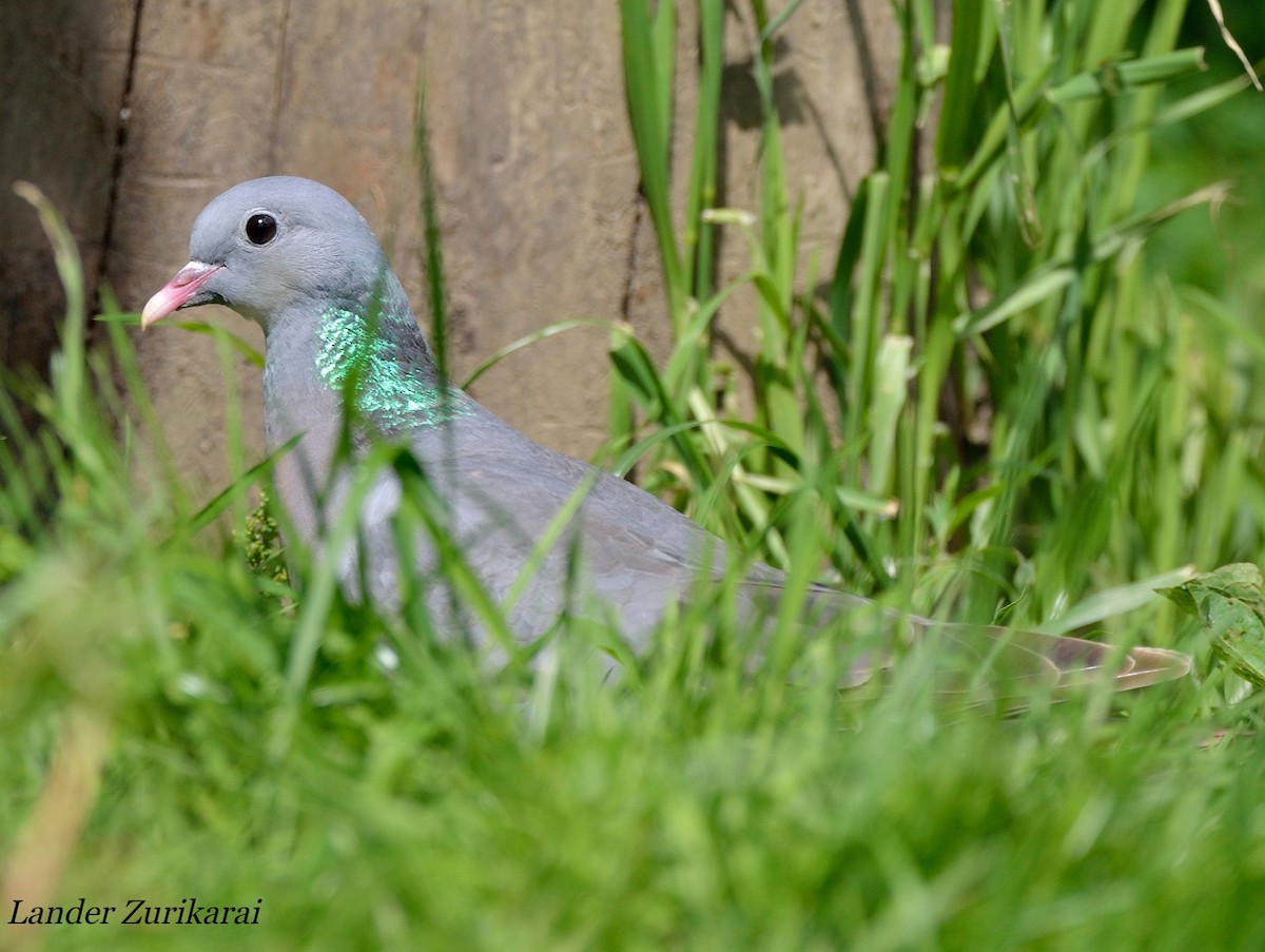 Stock Dove - ML620167550