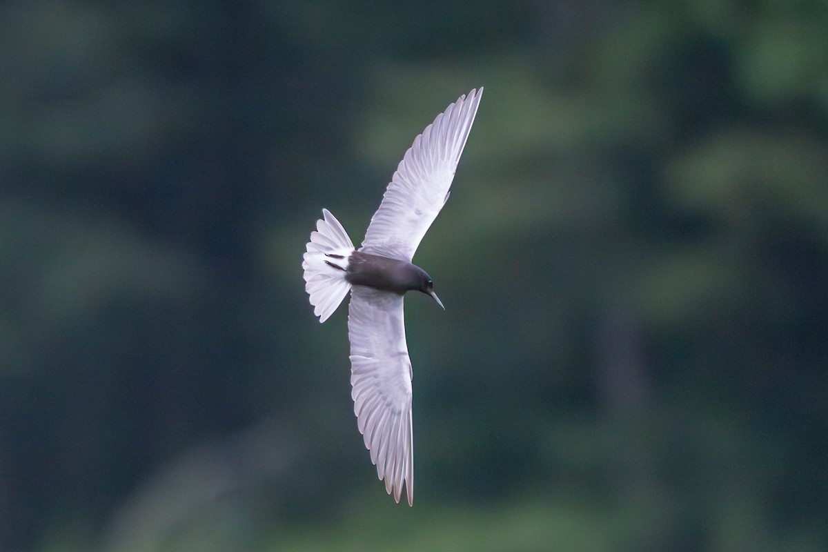 Black Tern - ML620167554