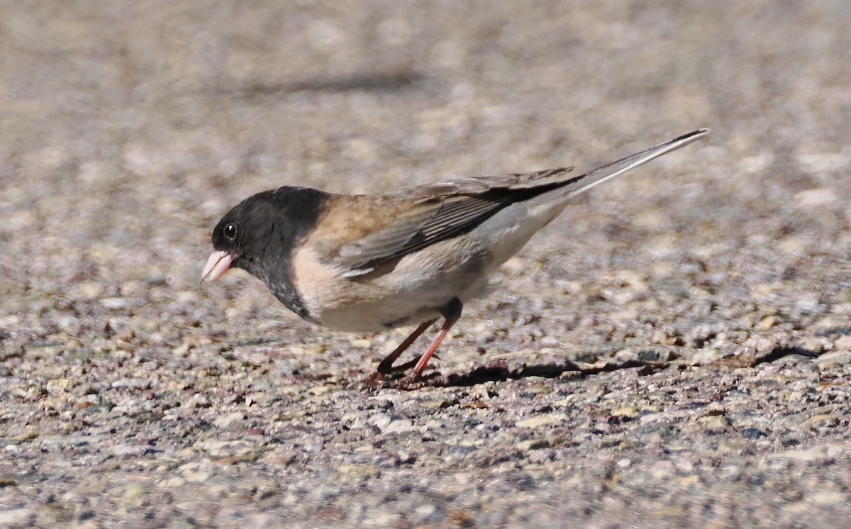 Dark-eyed Junco - ML620167566